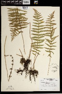 Thelypteris palustris image