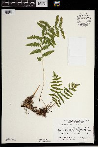 Thelypteris palustris image