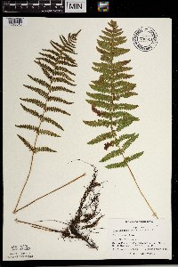 Thelypteris palustris image