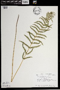 Thelypteris palustris image