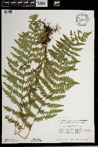 Thelypteris palustris image