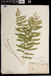 Thelypteris palustris image