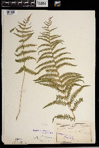 Thelypteris palustris image