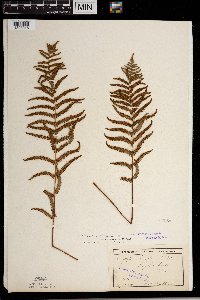 Thelypteris palustris image