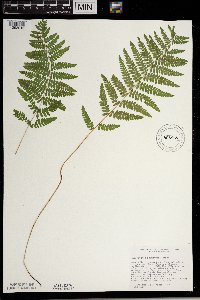 Thelypteris palustris image