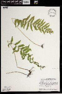 Thelypteris palustris image