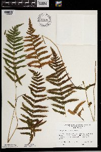 Thelypteris palustris image