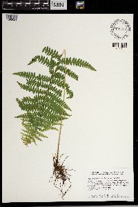 Thelypteris palustris image