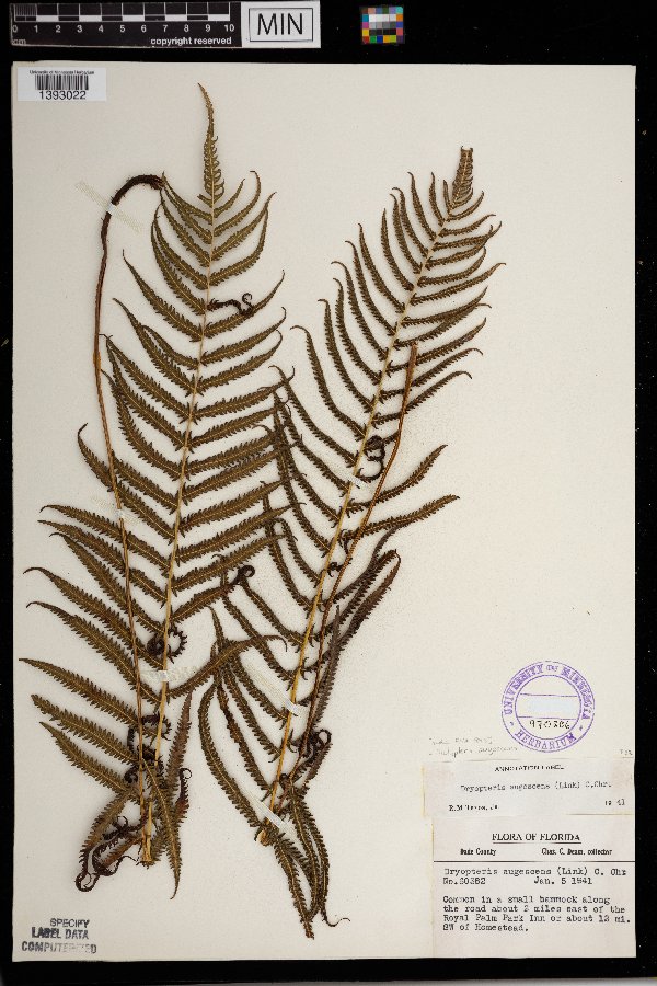 Thelypteris augescens image