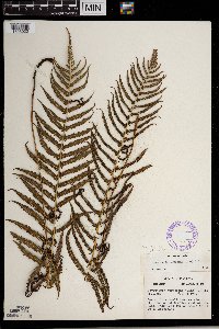 Media resource of Thelypteris augescens