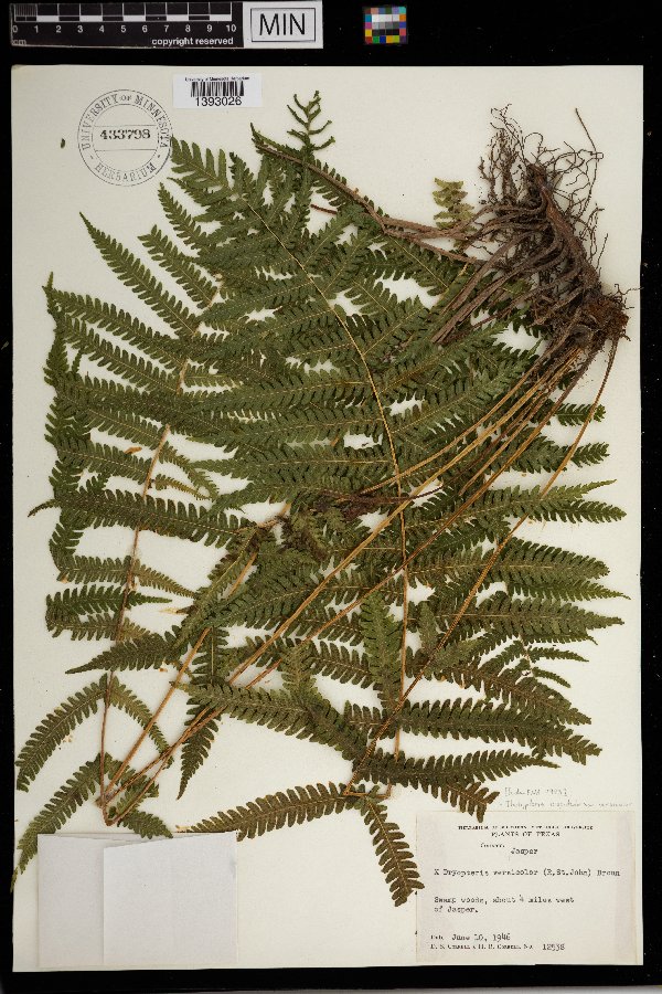 Thelypteris hispidula var. versicolor image