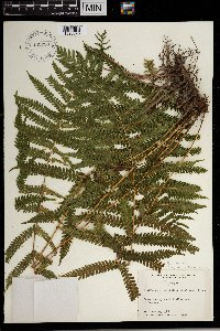 Media resource of Thelypteris hispidula