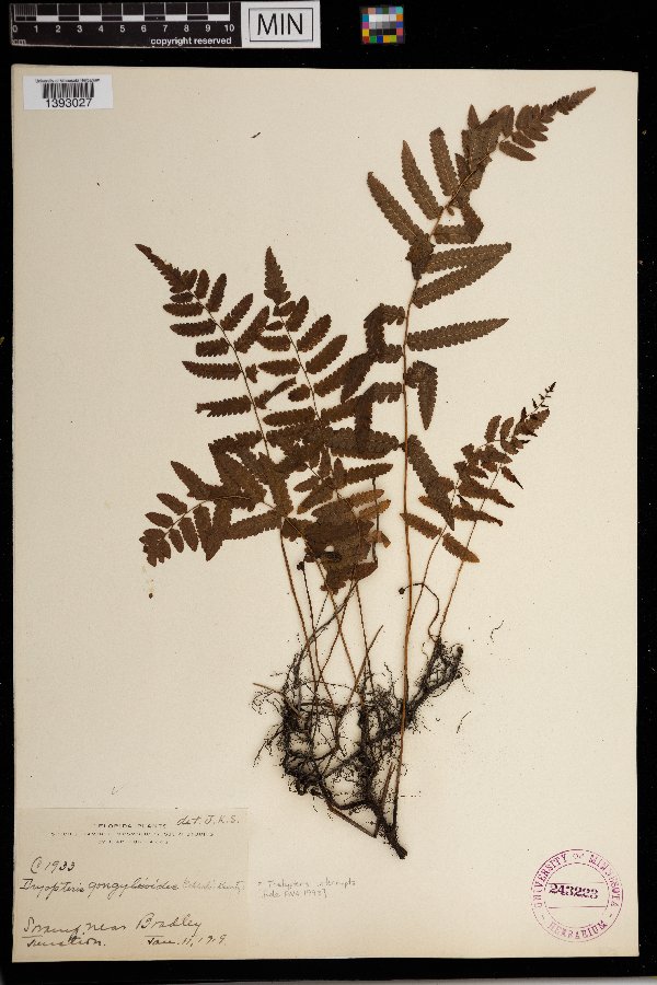 Thelypteris interrupta image