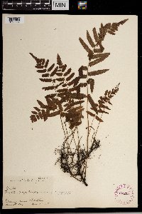 Media resource of Thelypteris interrupta