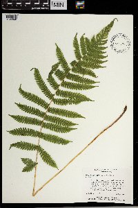 Thelypteris kunthii image