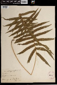 Media resource of Thelypteris kunthii