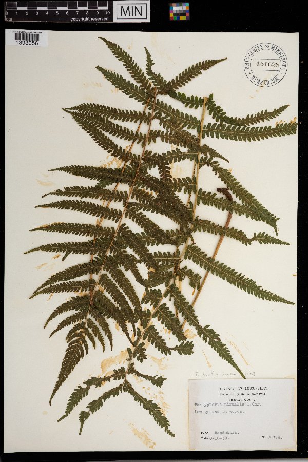 Thelypteris kunthii image