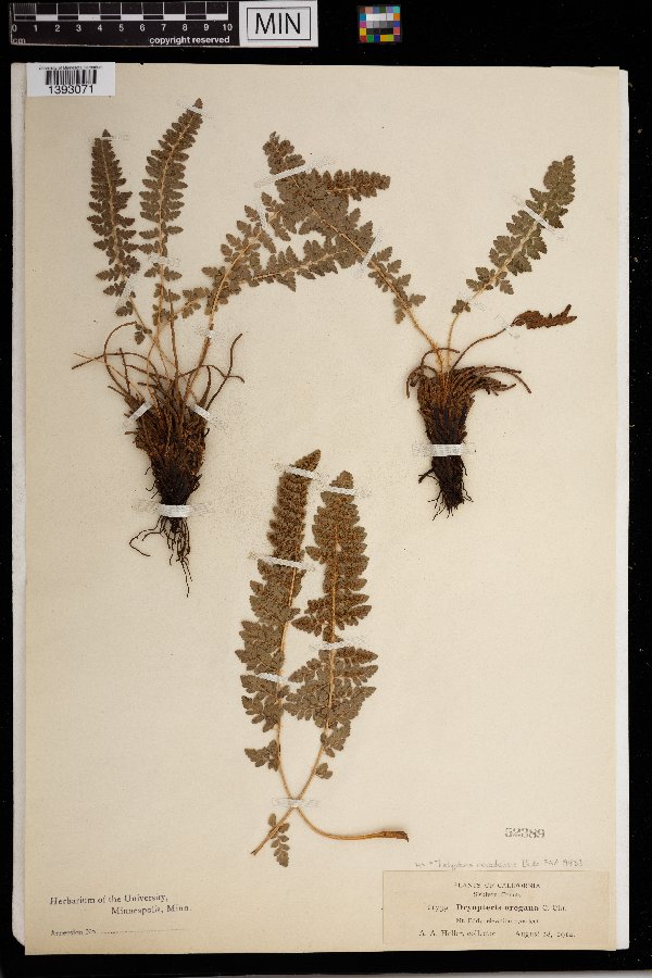 Thelypteris nevadensis image