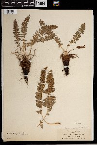 Media resource of Thelypteris nevadensis