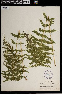 Thelypteris nevadensis image