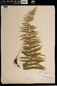 Thelypteris nevadensis image