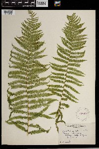 Thelypteris nevadensis image