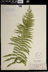 Thelypteris nevadensis image