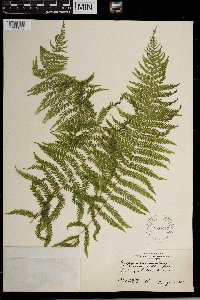 Thelypteris nevadensis image