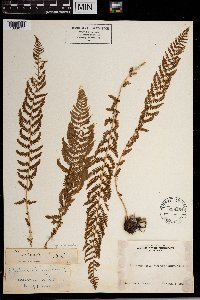 Thelypteris nevadensis image