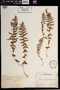 Thelypteris nevadensis image