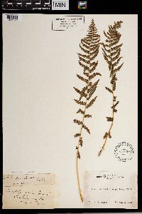 Thelypteris nevadensis image