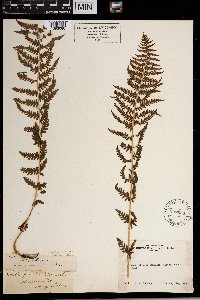 Thelypteris nevadensis image