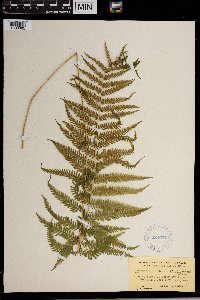 Thelypteris nevadensis image