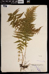 Thelypteris noveboracensis image