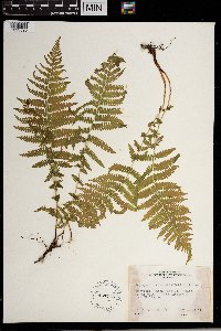 Thelypteris noveboracensis image