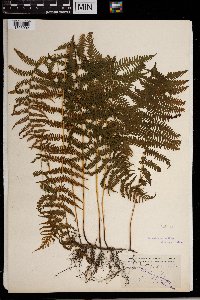 Thelypteris noveboracensis image