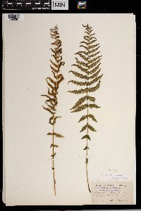 Thelypteris noveboracensis image