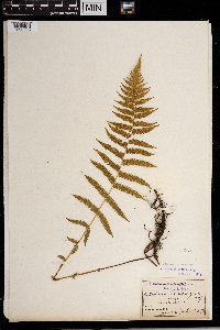 Thelypteris noveboracensis image