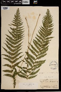 Thelypteris noveboracensis image