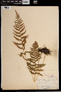 Thelypteris noveboracensis image