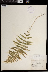 Thelypteris noveboracensis image