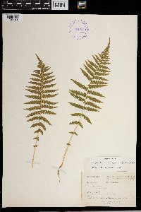 Thelypteris noveboracensis image