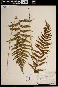 Thelypteris noveboracensis image