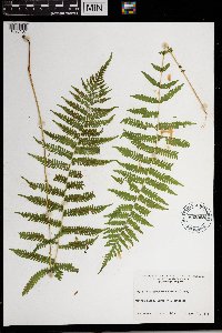 Thelypteris noveboracensis image