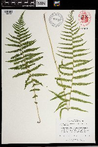 Thelypteris noveboracensis image