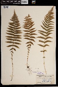 Thelypteris noveboracensis image