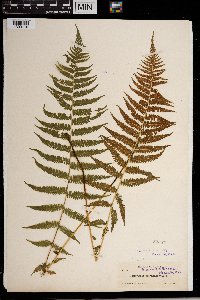 Thelypteris noveboracensis image