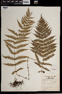 Thelypteris noveboracensis image