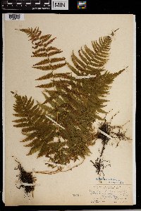 Thelypteris noveboracensis image