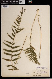 Thelypteris noveboracensis image